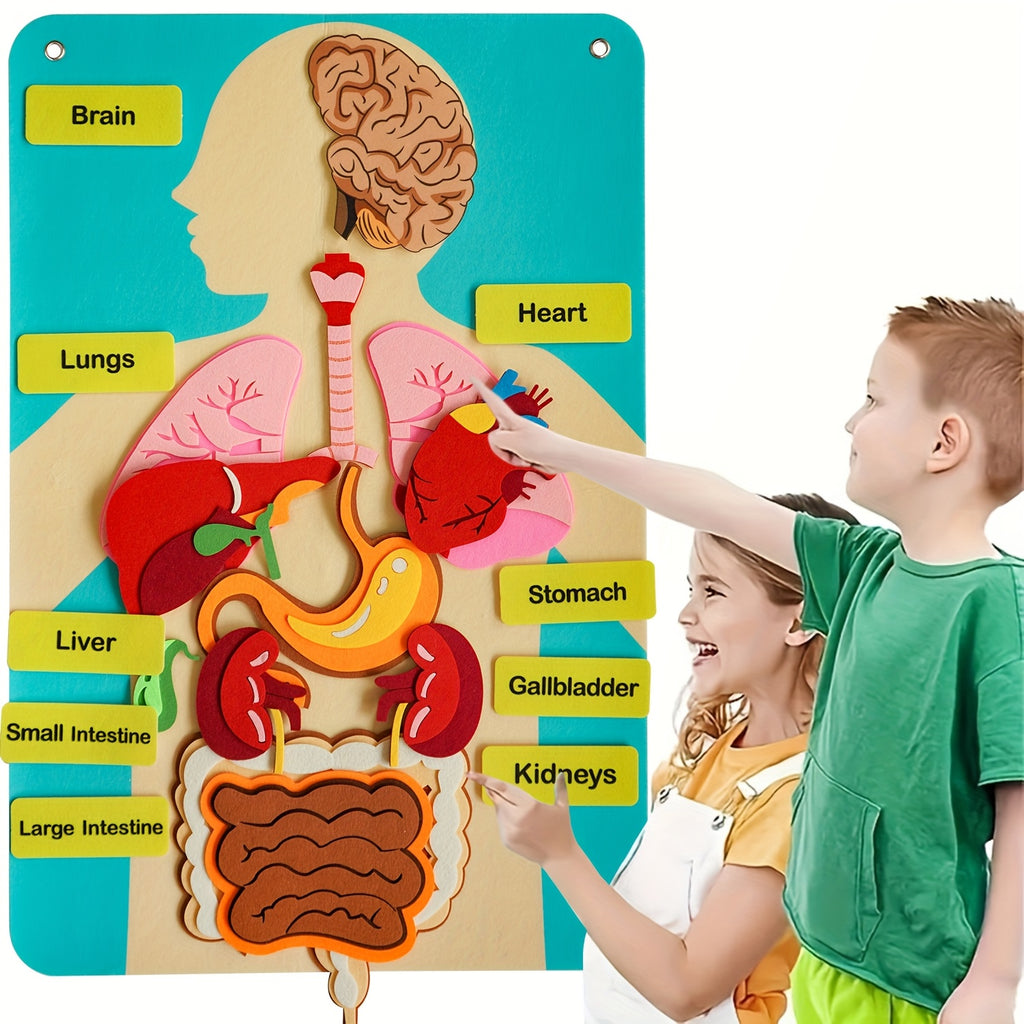 Human Body Felt Board Anatomy Model, 3D Felt Human Organ Educational Toy for Kids, STEM Science Learning Tool for School and Home Activities