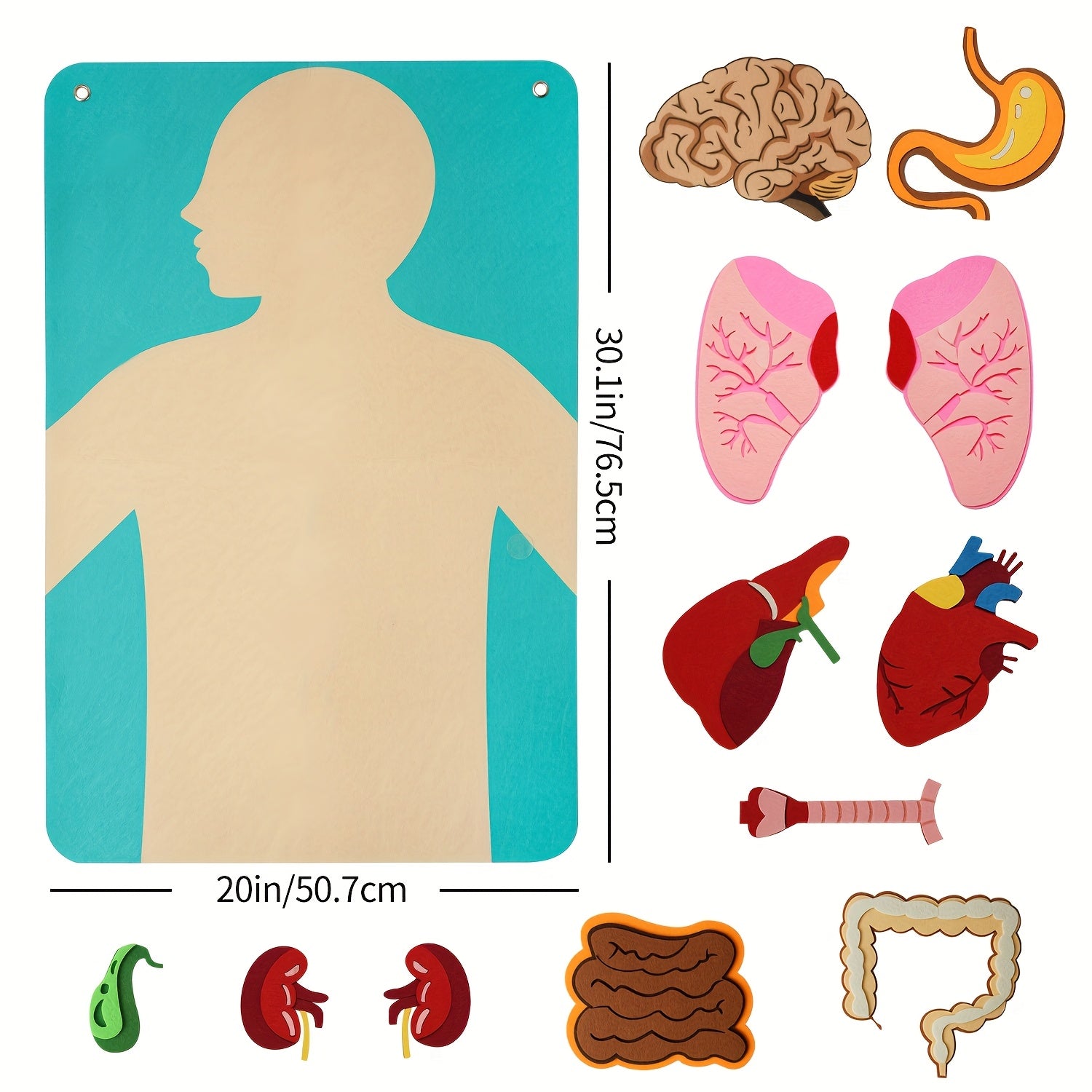 Human Body Felt Board Anatomy Model, 3D Felt Human Organ Educational Toy for Kids, STEM Science Learning Tool for School and Home Activities