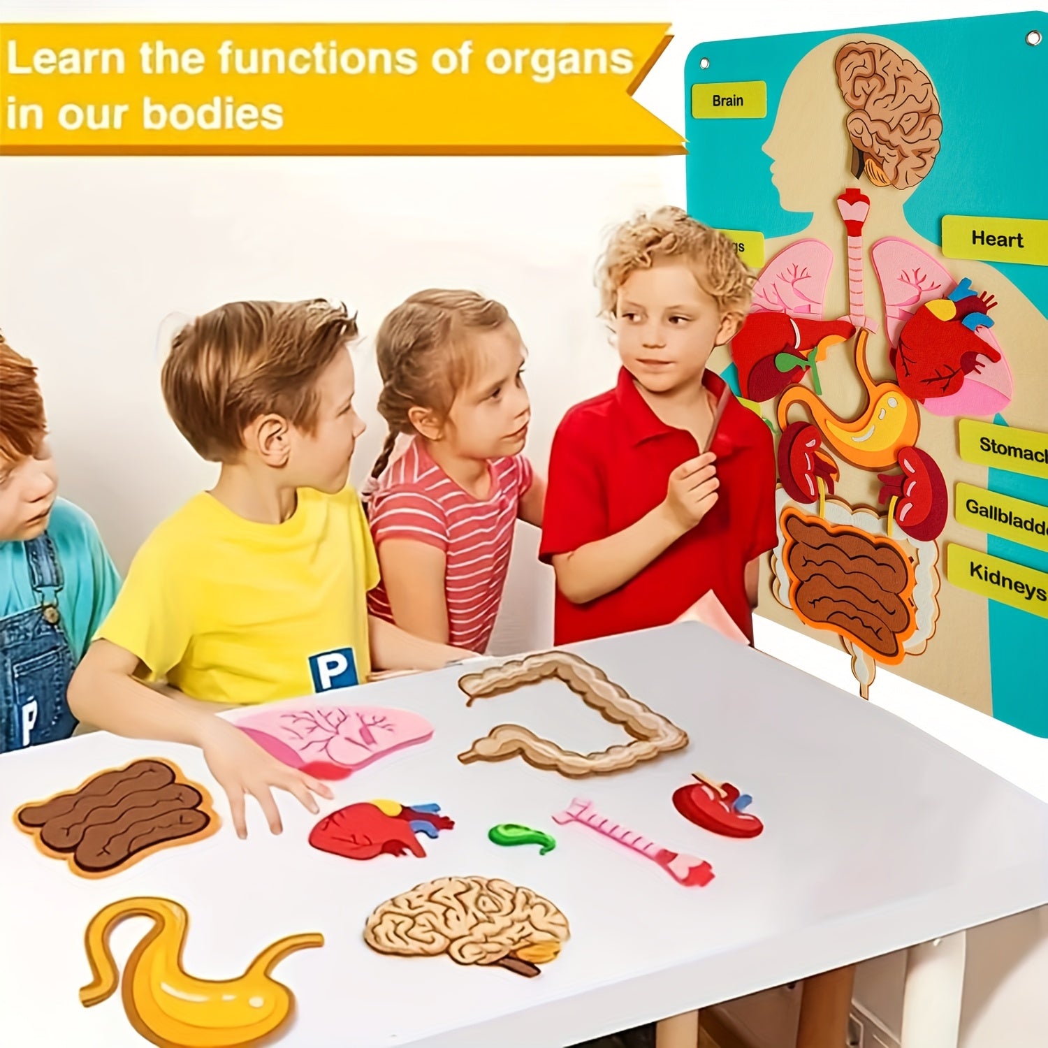 Human Body Felt Board Anatomy Model, 3D Felt Human Organ Educational Toy for Kids, STEM Science Learning Tool for School and Home Activities