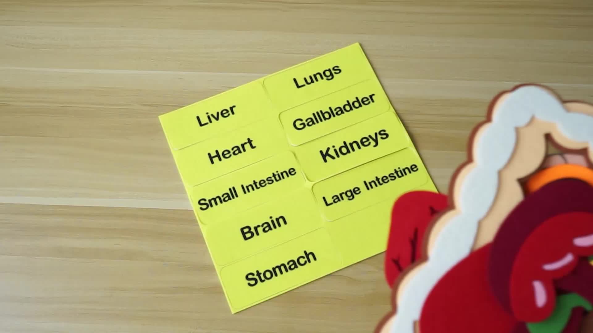 Human Body Felt Board Anatomy Model, 3D Felt Human Organ Educational Toy for Kids, STEM Science Learning Tool for School and Home Activities
